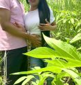 Ngentod di kebun