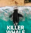 Killer Whale (2026)